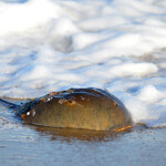 a horseshoe crab
