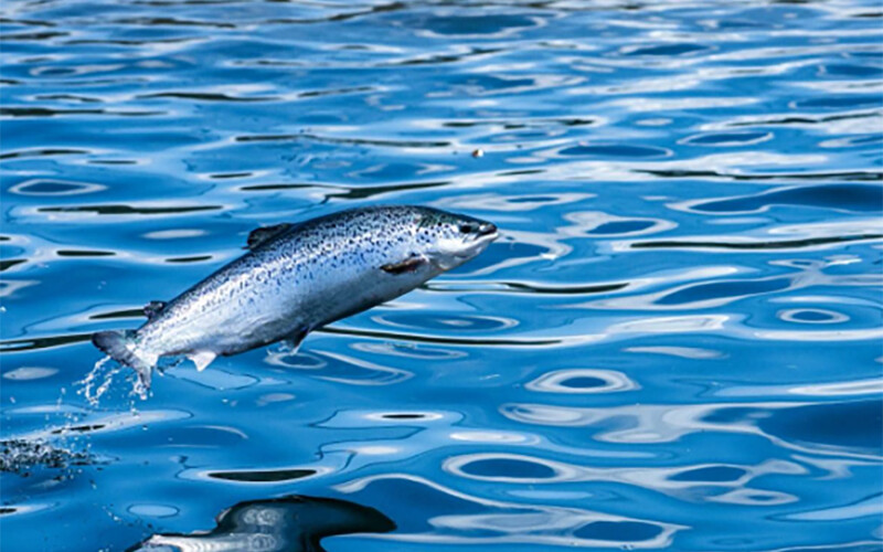 A salmon jumping out of the water