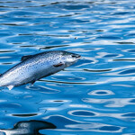 A salmon jumping out of the water