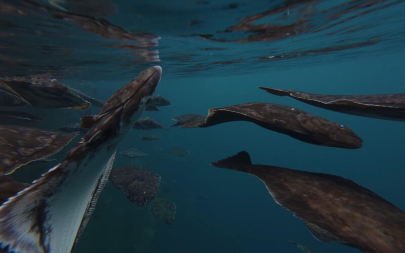 halibut swimming in one of Nordic Halibut's net pens