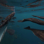halibut swimming in one of Nordic Halibut's net pens