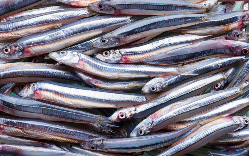 A pile of anchovies