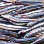 A pile of anchovies