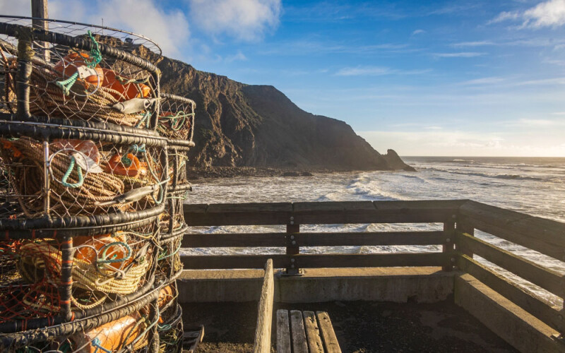 Dungeness crab traps