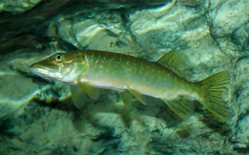 Invasive northern pike
