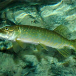 Invasive northern pike