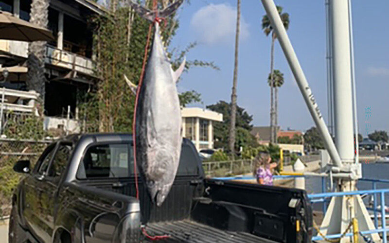 A tuna strung up on the California waterfront