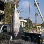 A tuna strung up on the California waterfront
