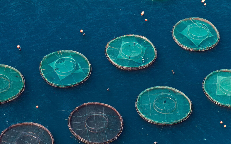 A set of aquaculture net pens viewed from above