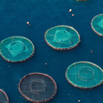 A set of aquaculture net pens viewed from above