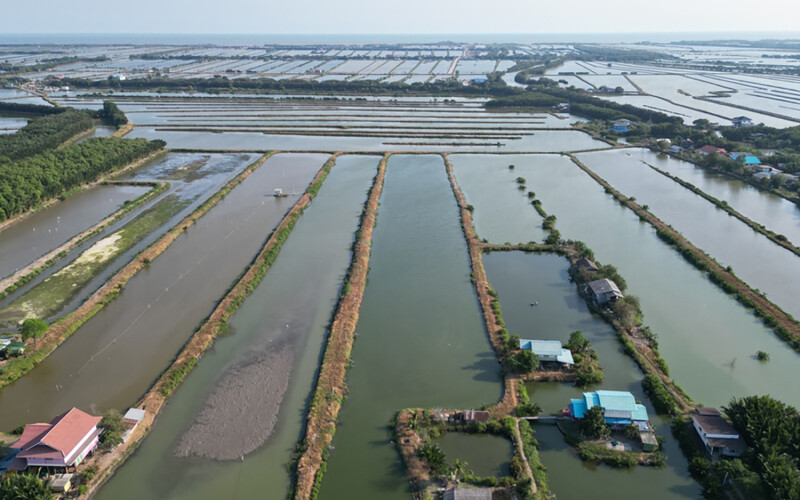 A Thai shrimp farm