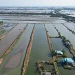 A Thai shrimp farm