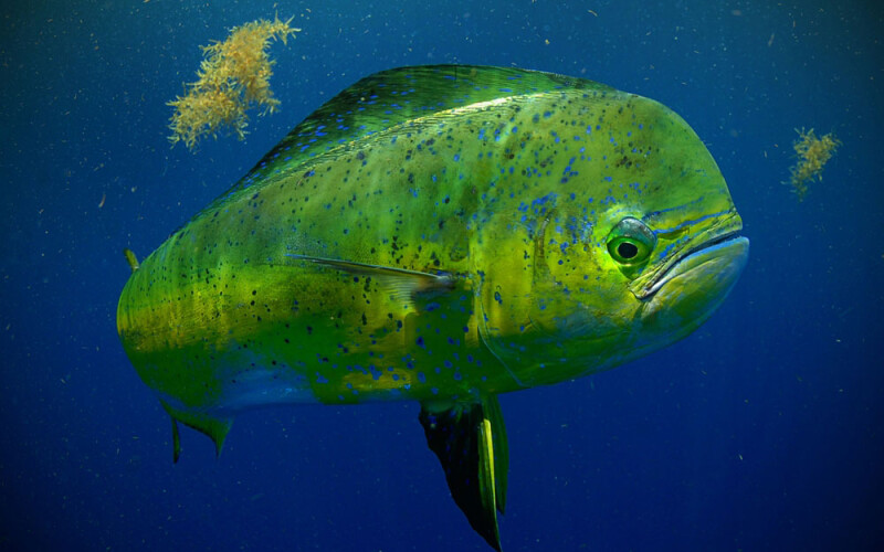 mahi mahi