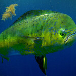 mahi mahi