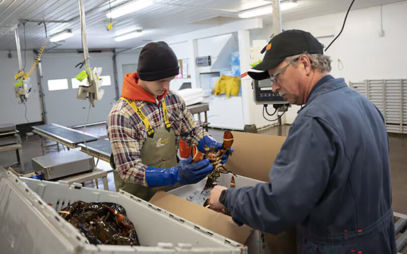 Two men packaging live lobster