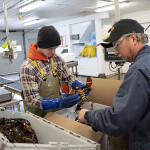 Two men packaging live lobster