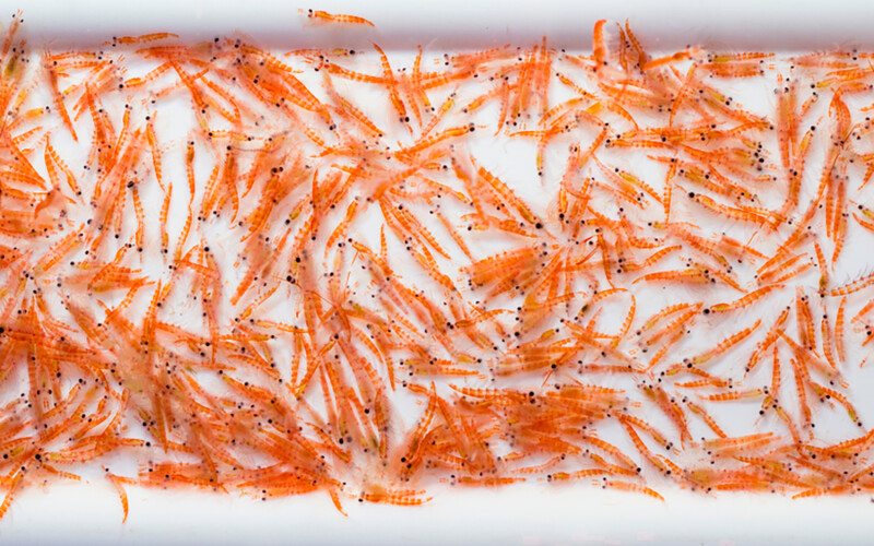 A pile of Antarctic krill