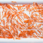 A pile of Antarctic krill