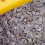 A pile of shrimp
