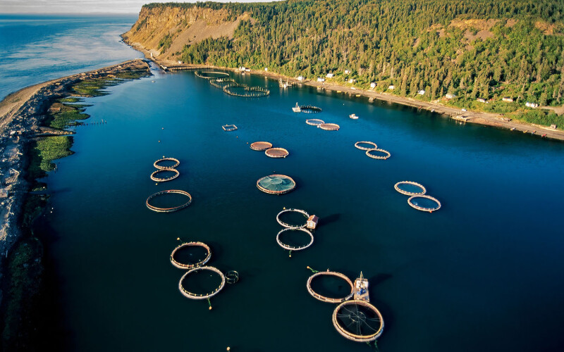 An aerial view of aquaculture on Grand Manan Island in New Brunswick, Canada