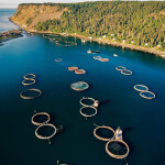 An aerial view of aquaculture on Grand Manan Island in New Brunswick, Canada