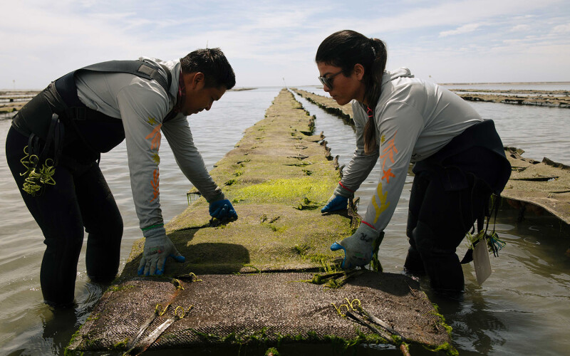 A pair of workers at an oyster farm