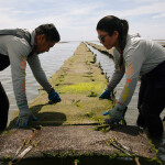 A pair of workers at an oyster farm