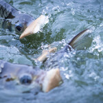 Nile tilapia