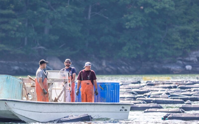 an oyster farm