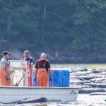 an oyster farm