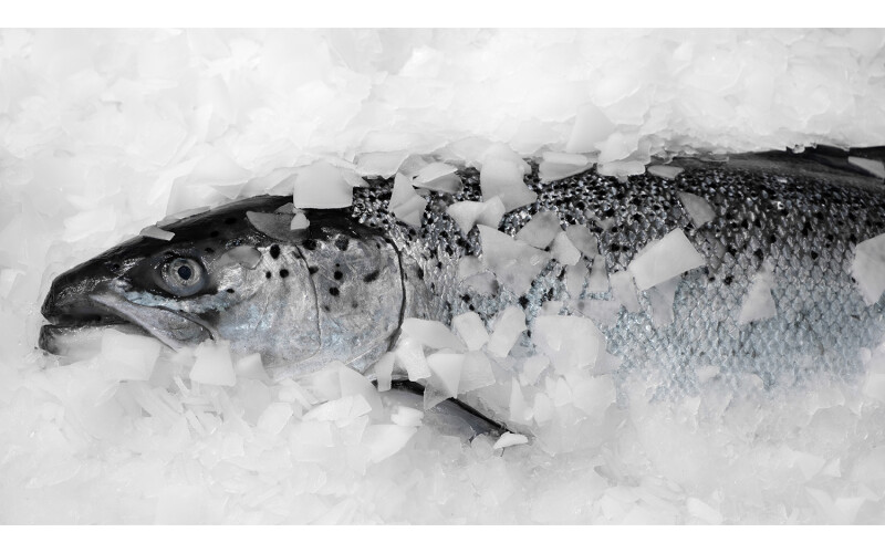 fresh salmon in ice