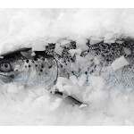 fresh salmon in ice