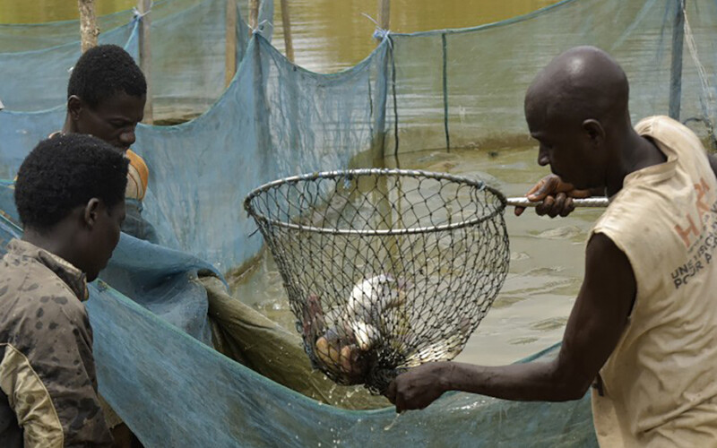 Ivory Coast fishers handling a net