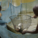 Ivory Coast fishers handling a net