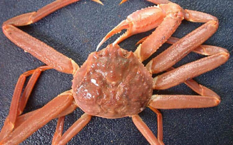 Gulf of Alaska Tanner crab