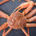 Gulf of Alaska Tanner crab