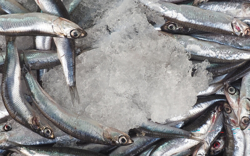 Anchovies on ice