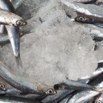 Anchovies on ice