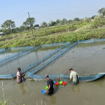 An aquaculture farm in Nepal