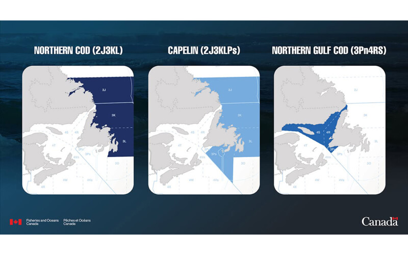 An image mapping out the catch areas for Northern cod, capelin, and Northern Gulf cod