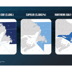 An image mapping out the catch areas for Northern cod, capelin, and Northern Gulf cod