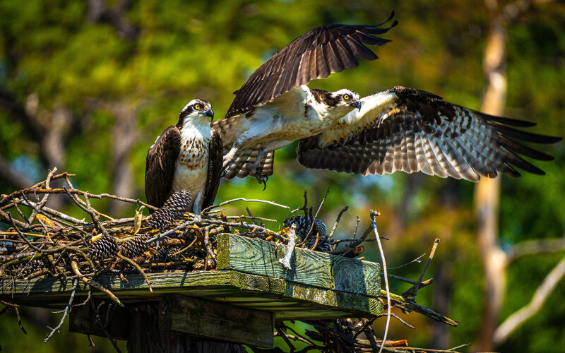 A pair of osprey on a nest in the Chesapeake Bay