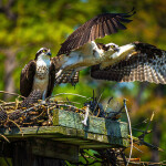 A pair of osprey on a nest in the Chesapeake Bay