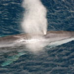 A fin whale