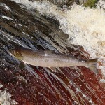 A wild Atlantic salmon