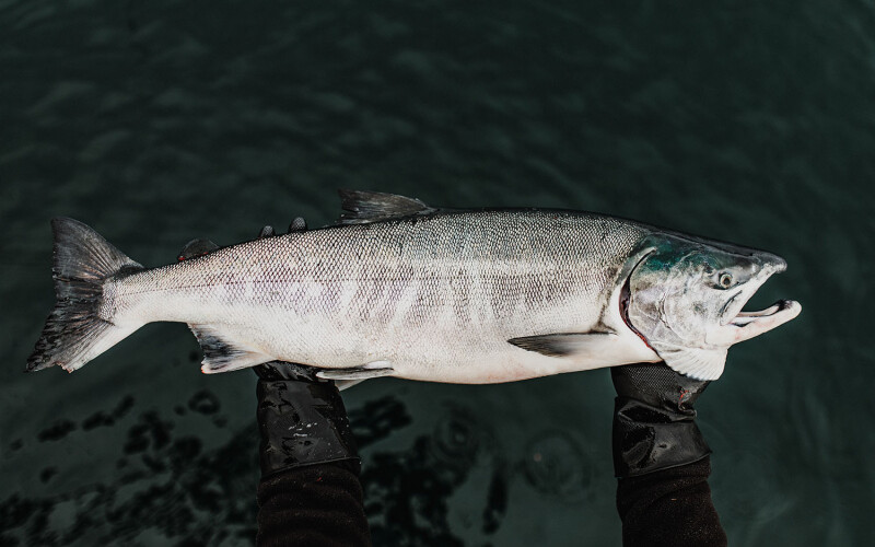 BC salmon