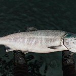 BC salmon