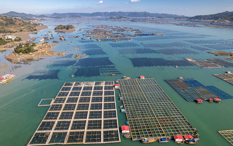 Chinese fish farms