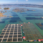 Chinese fish farms