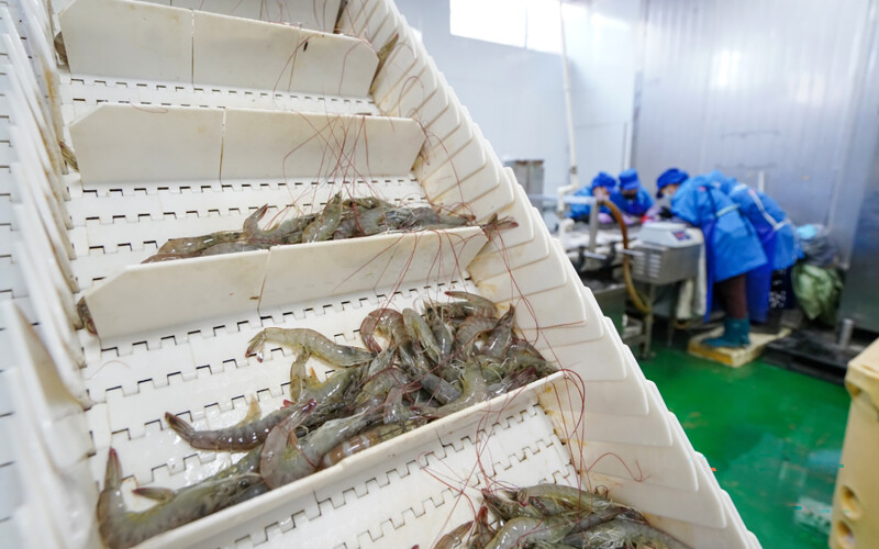 A Chinese shrimp factory